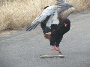 IMG_2234